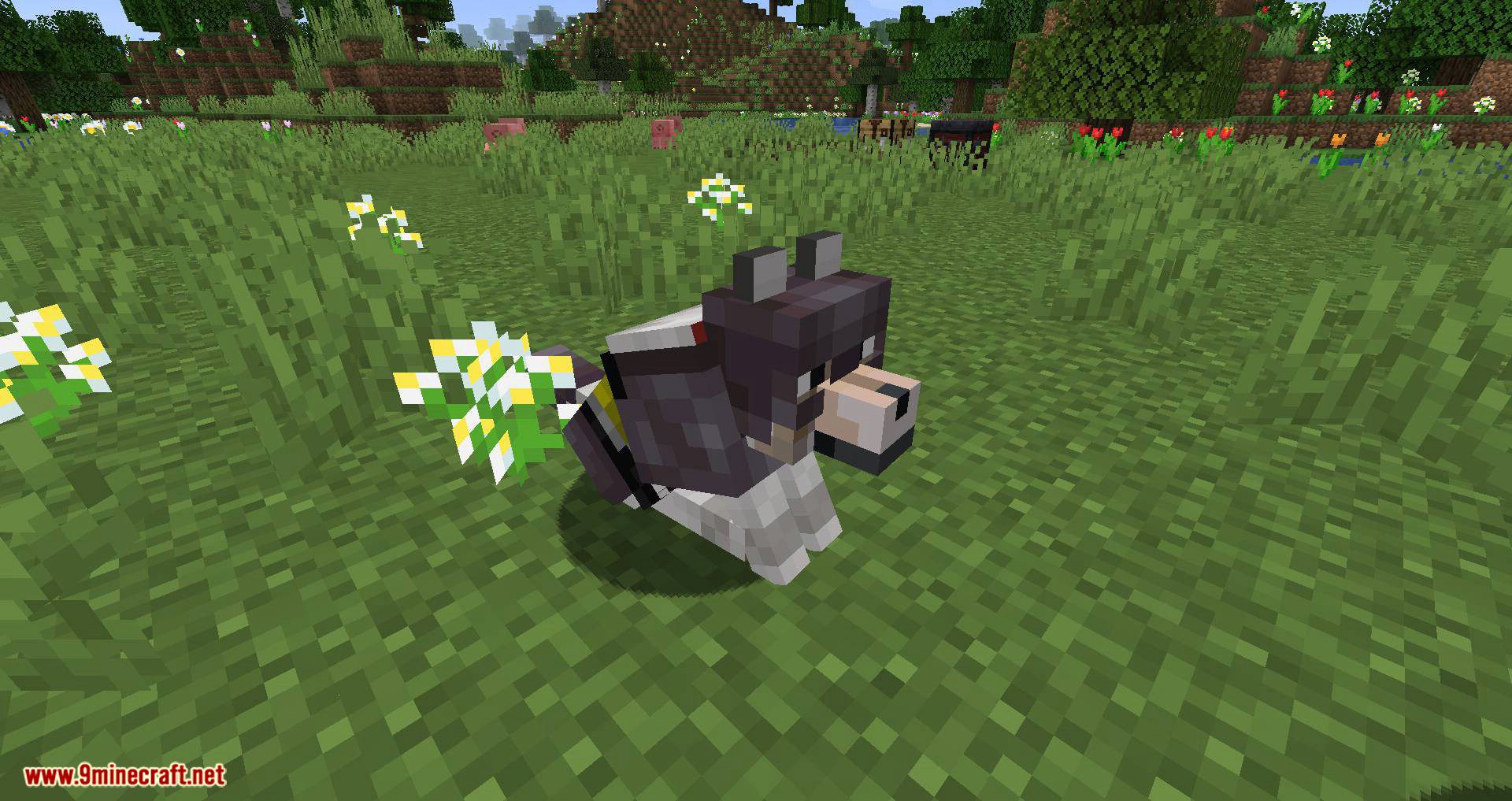 Wolves with armor mod for minecraft 09