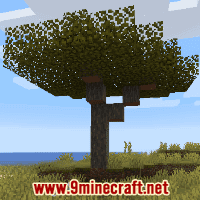 Savanna Plateau biome – Pixelmon Reforged Wiki