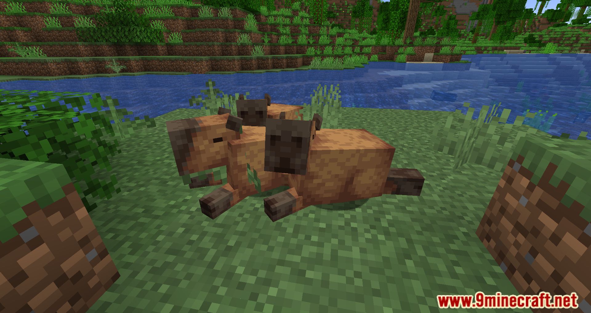 Capybara Mod (1.20.2, 1.19.3) - New Creatures Appear In The Jungle 