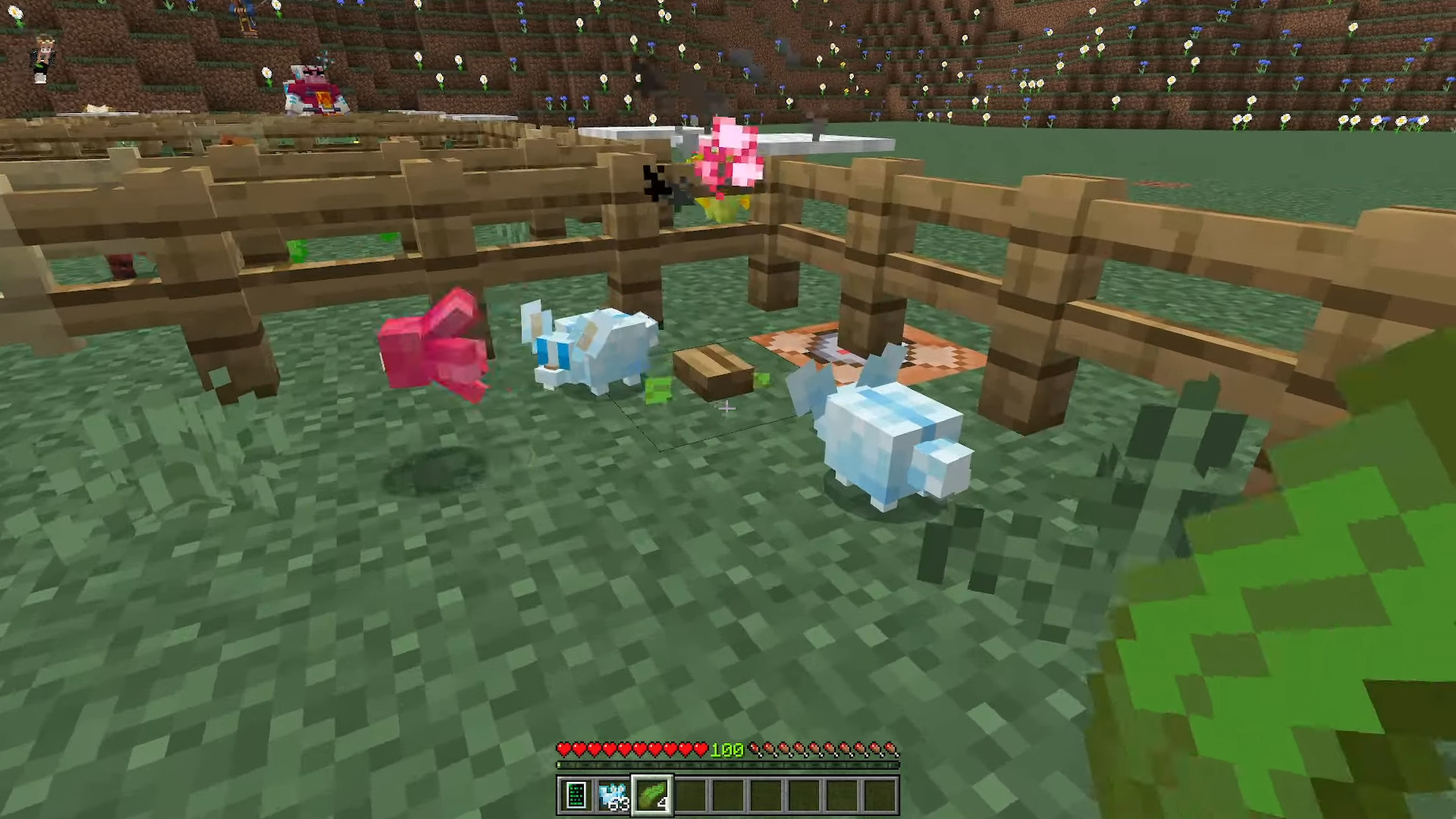 Biome Pets Image 6