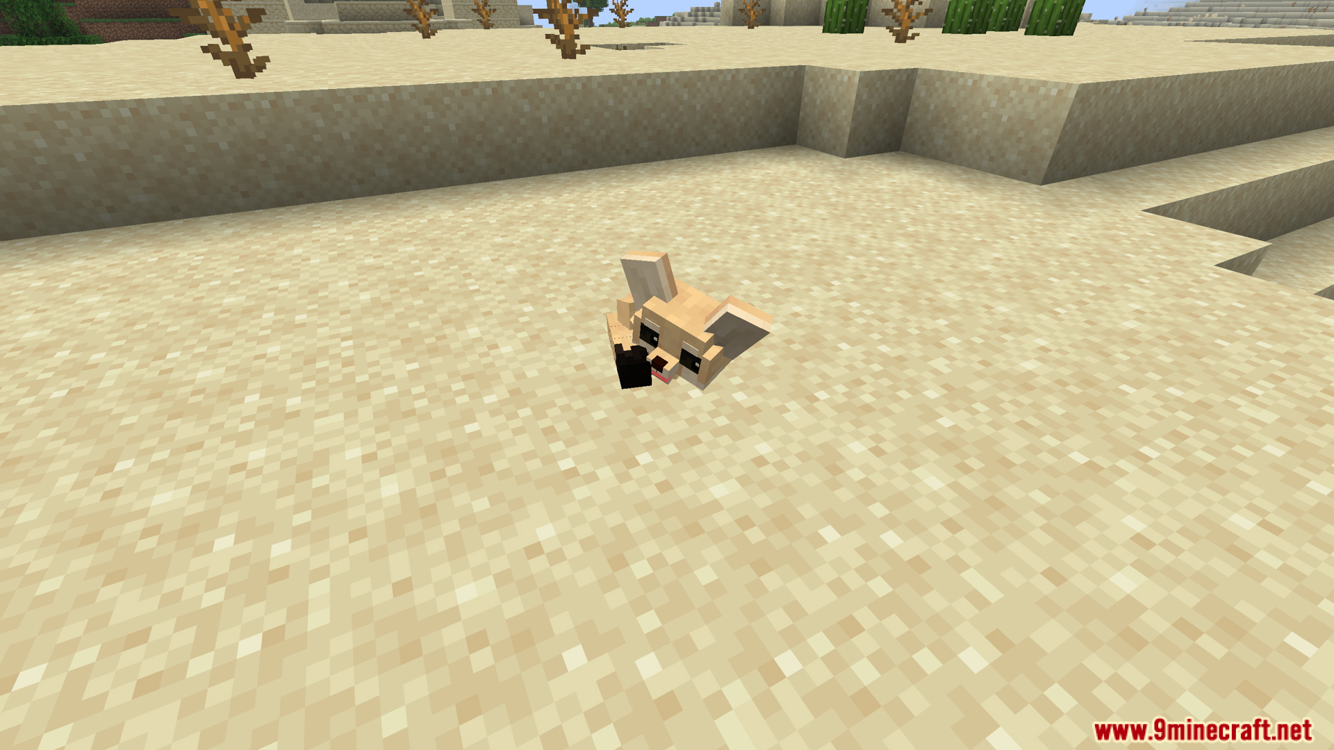Cute fennec fox sleeping curled up on sand in desert biome