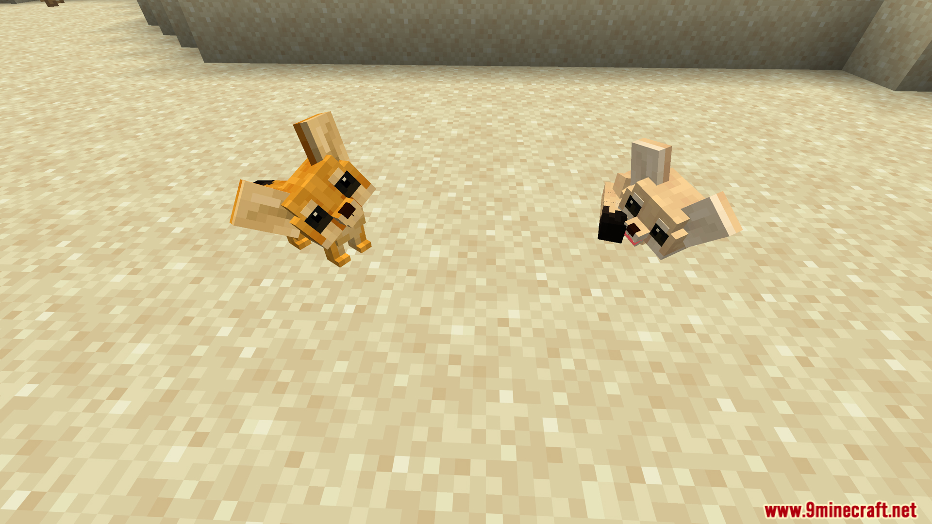 Two fennec foxes on sand one sitting and one sleeping peacefully