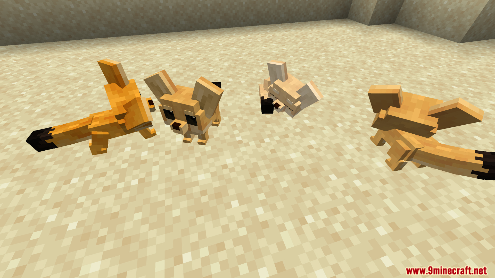 Four fennec foxes showing different color variants and poses on sand