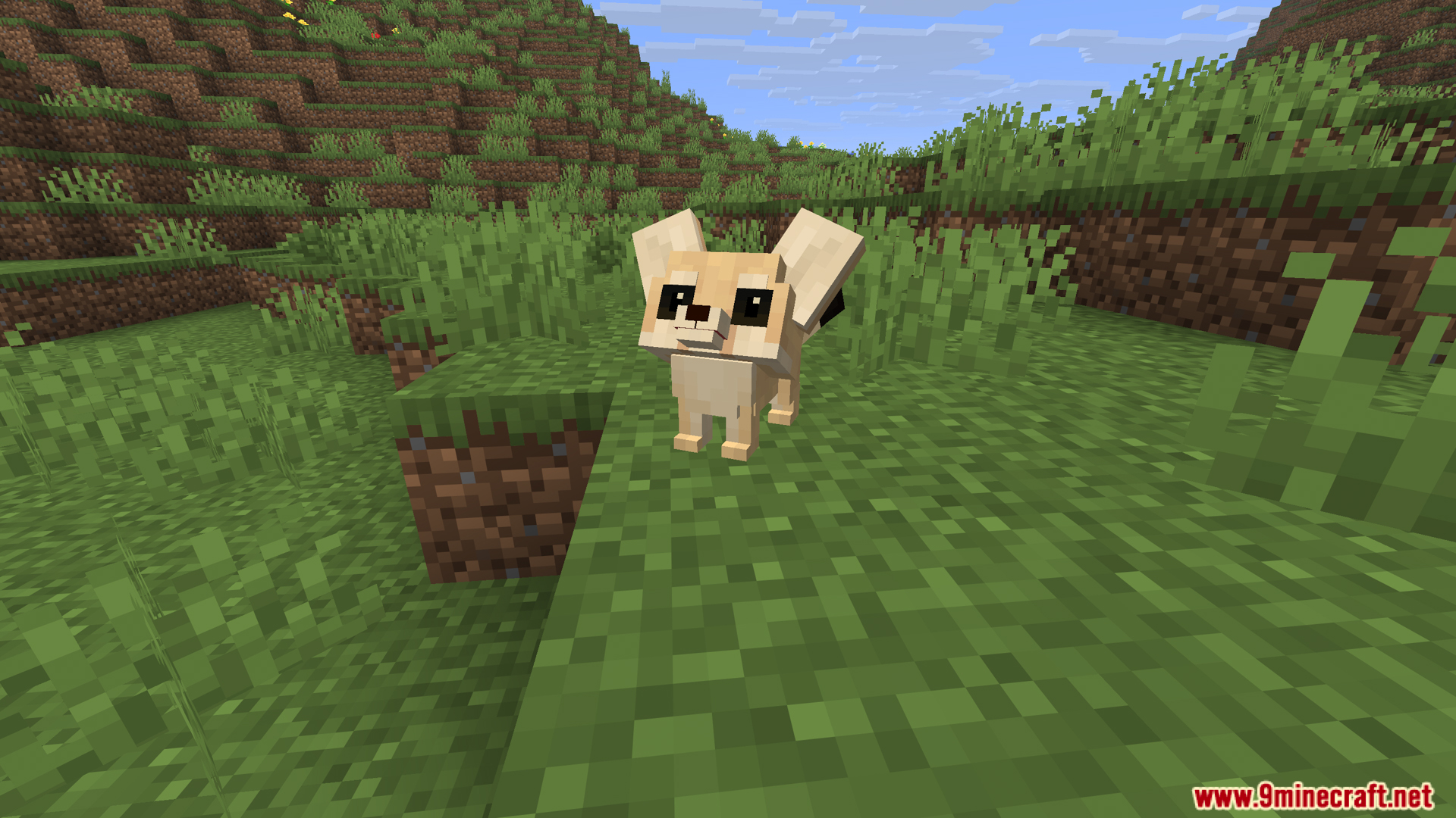 Close up of a cute fennec fox mob standing on grass