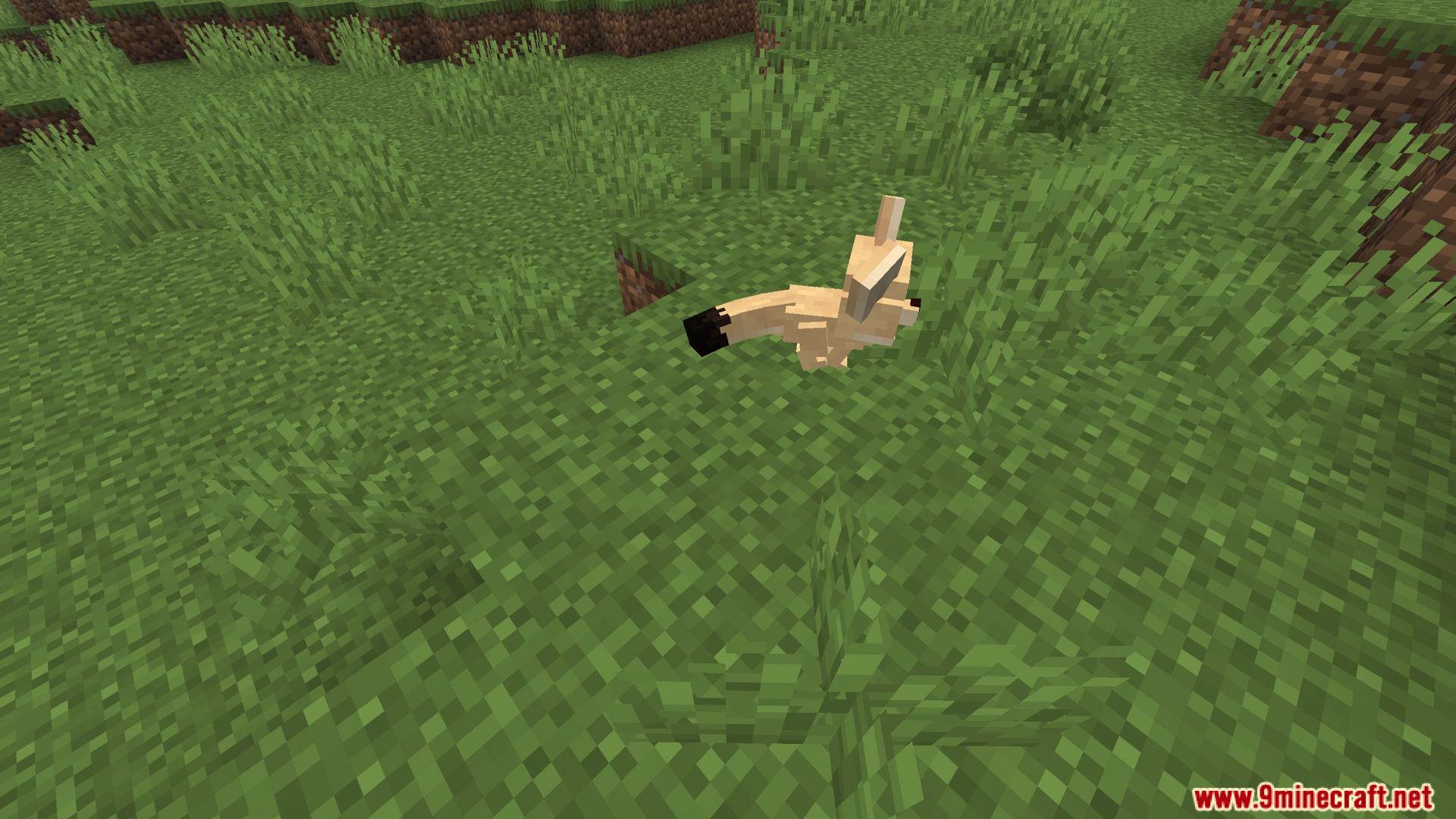 Fennec fox from Animal Garden Fennec Fox Mod on grass