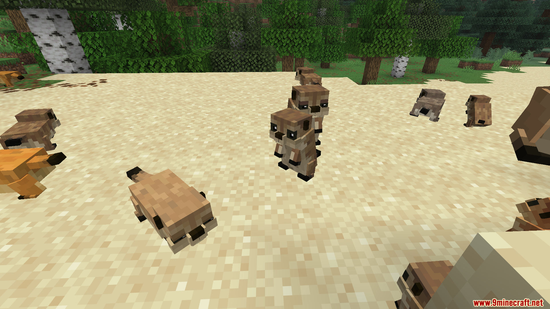 Animal Garden Prairie Dog Mod Screenshot 7 Several prairie dogs standing and walking on sand near a forest