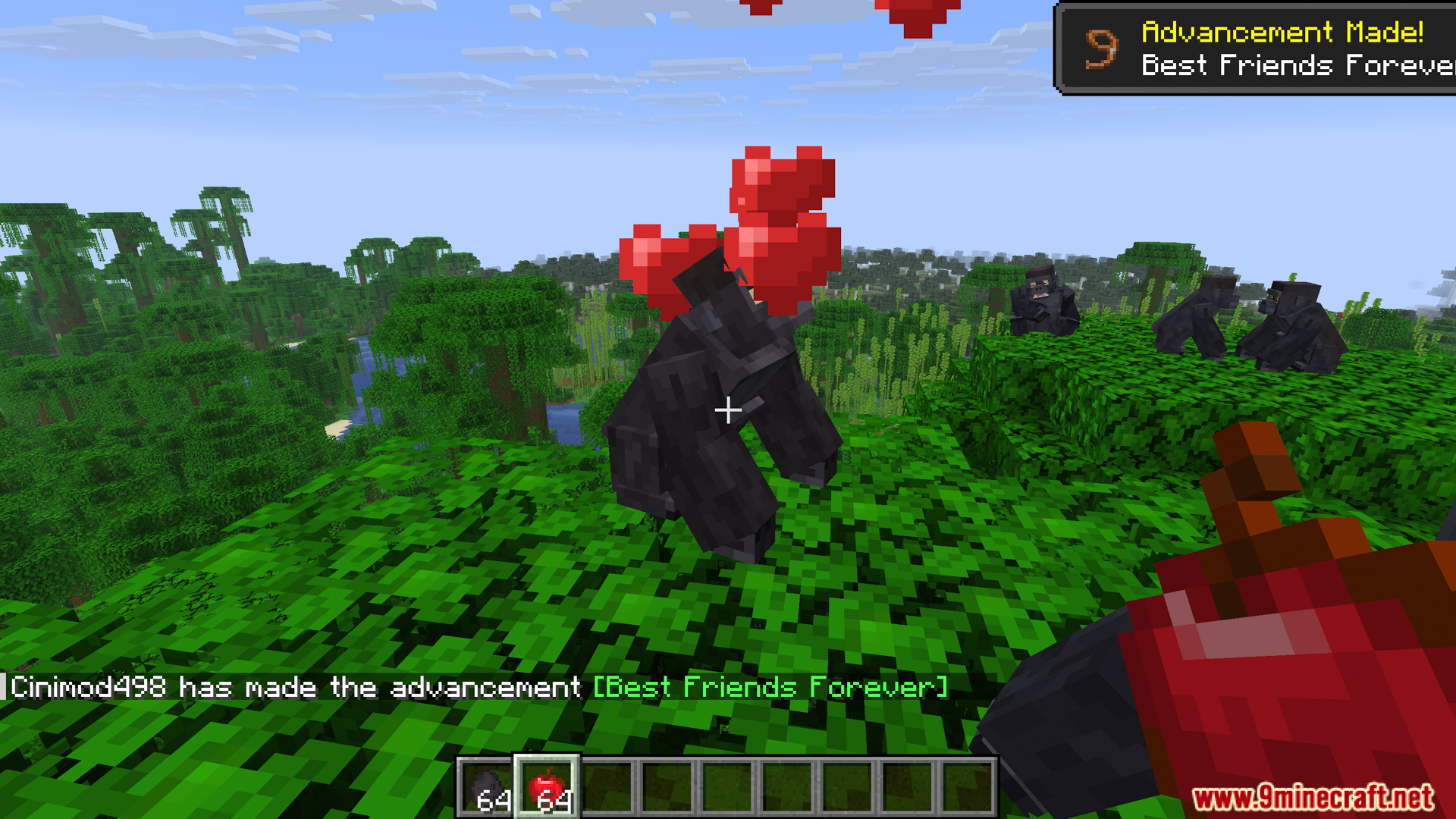 Taming a wild gorilla with an apple to make friends