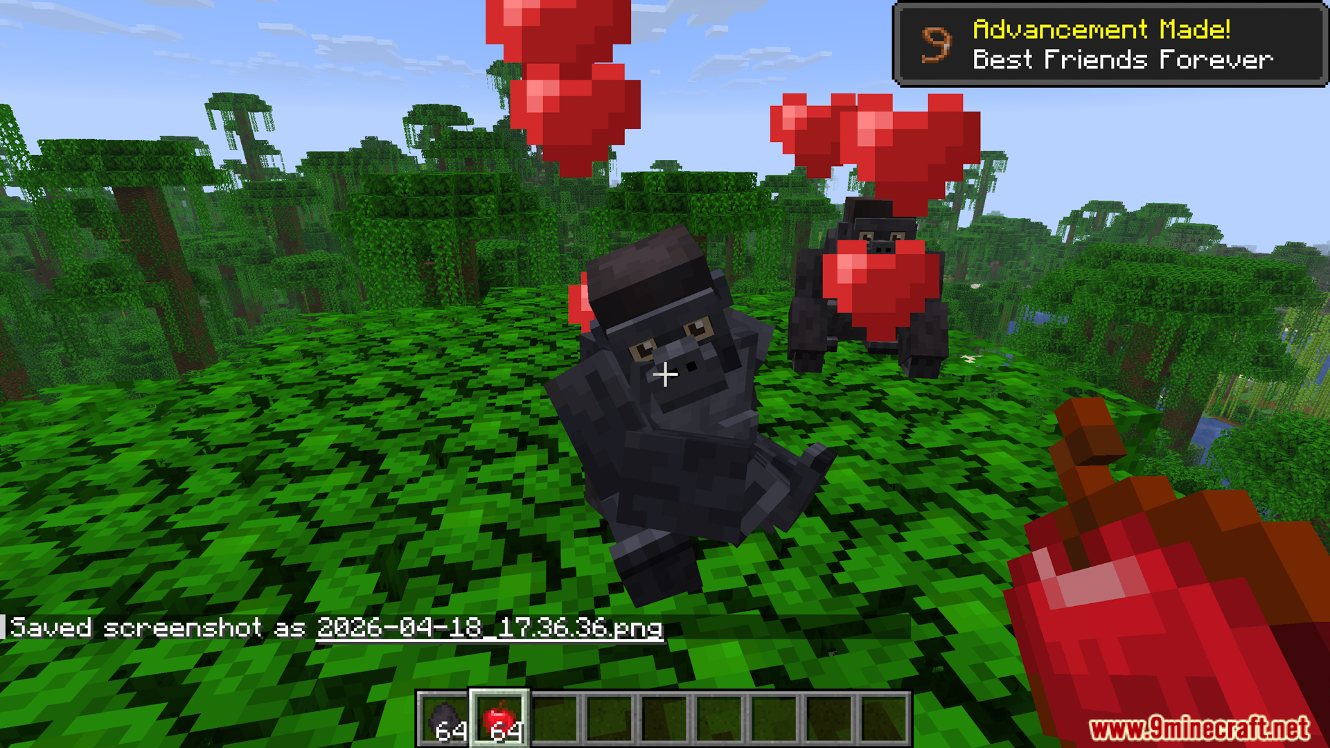 Player feeding apples to Western gorillas to tame them in jungles