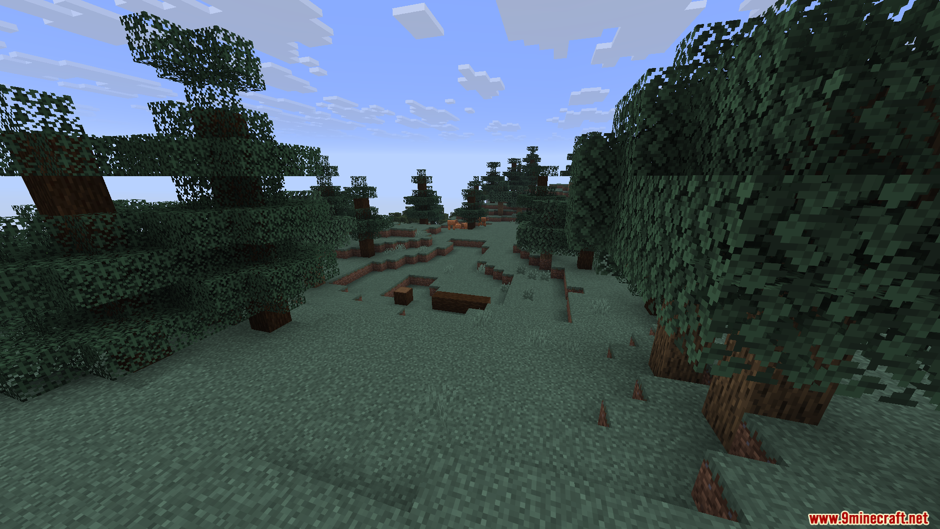 A grassy clearing inside a dense spruce tree forest