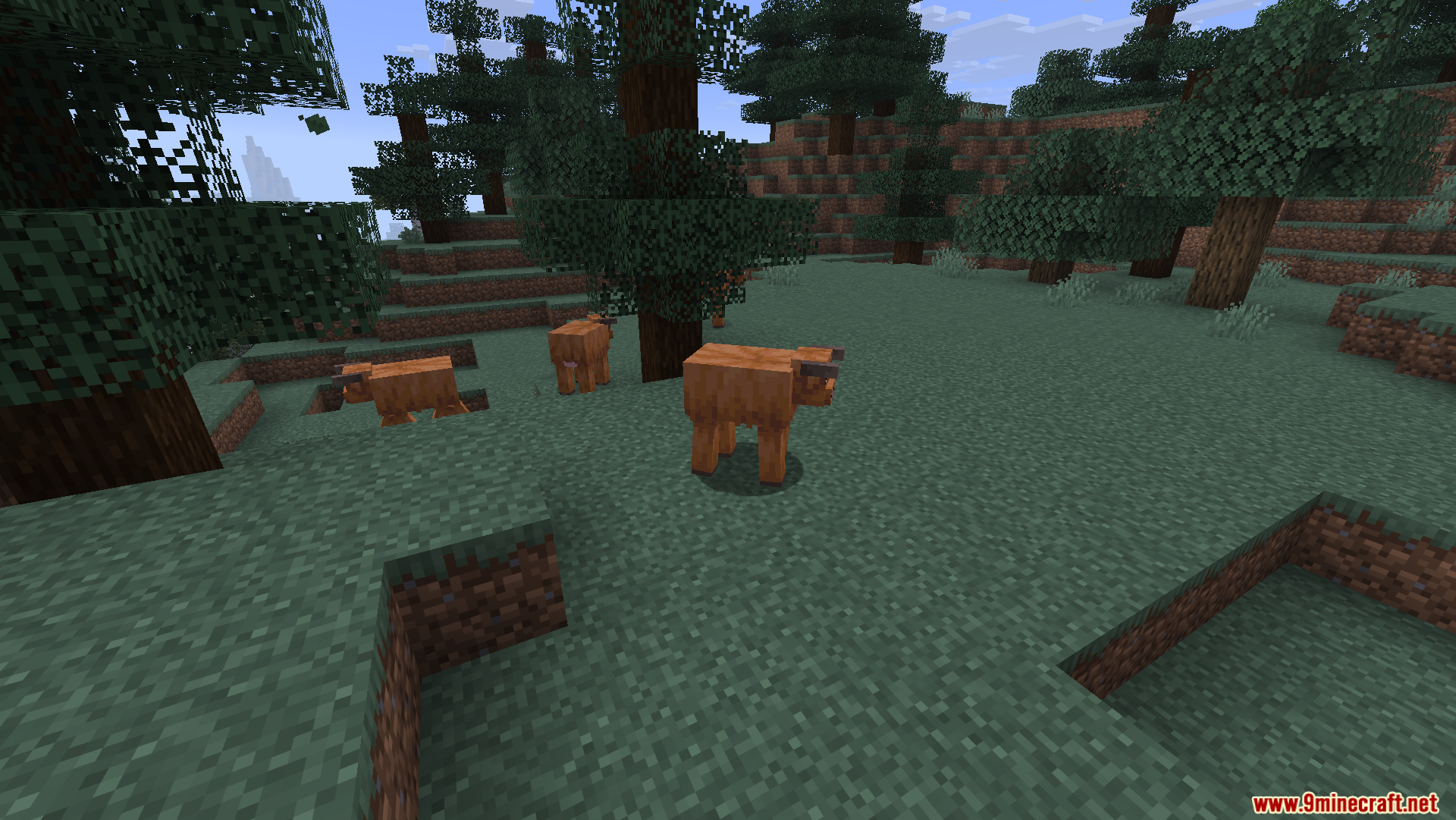 Three orange foxes wandering in a dense taiga forest