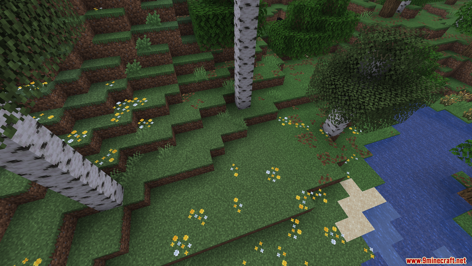 Overhead view of a birch forest with colorful flowers