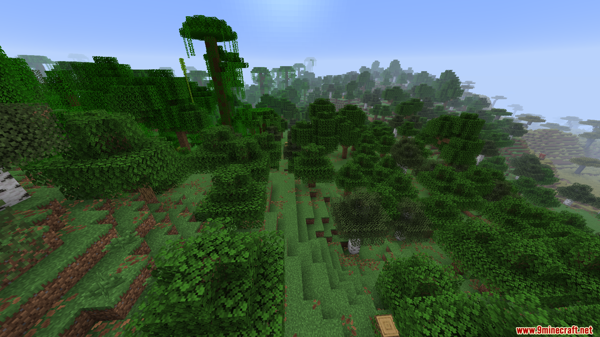 Mixed forest biome transitioning into a dense jungle with tall trees