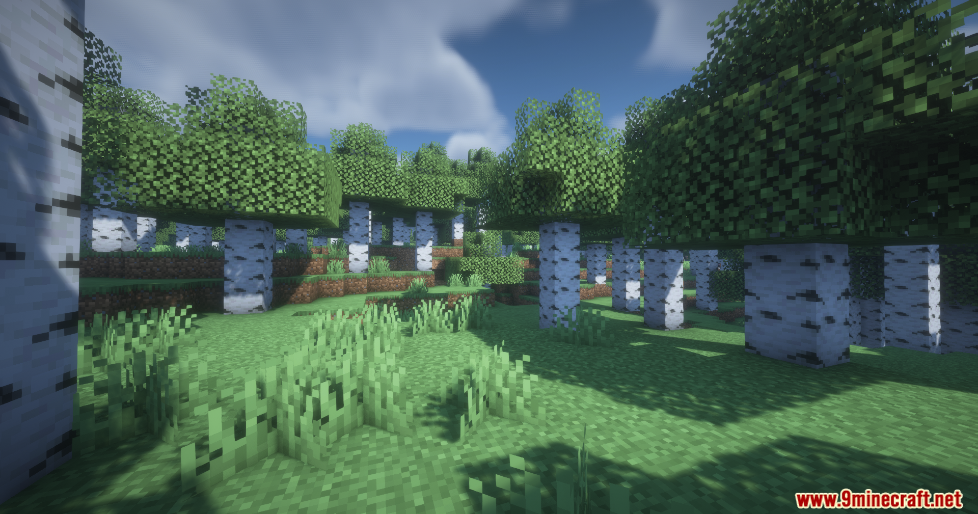 Scenic view of a bright birch forest biome with green grass