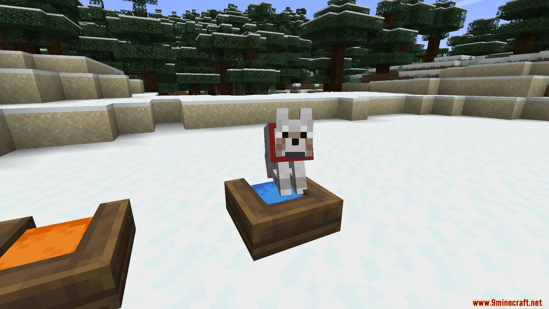 Tamed wolf with a red collar in a water bowl