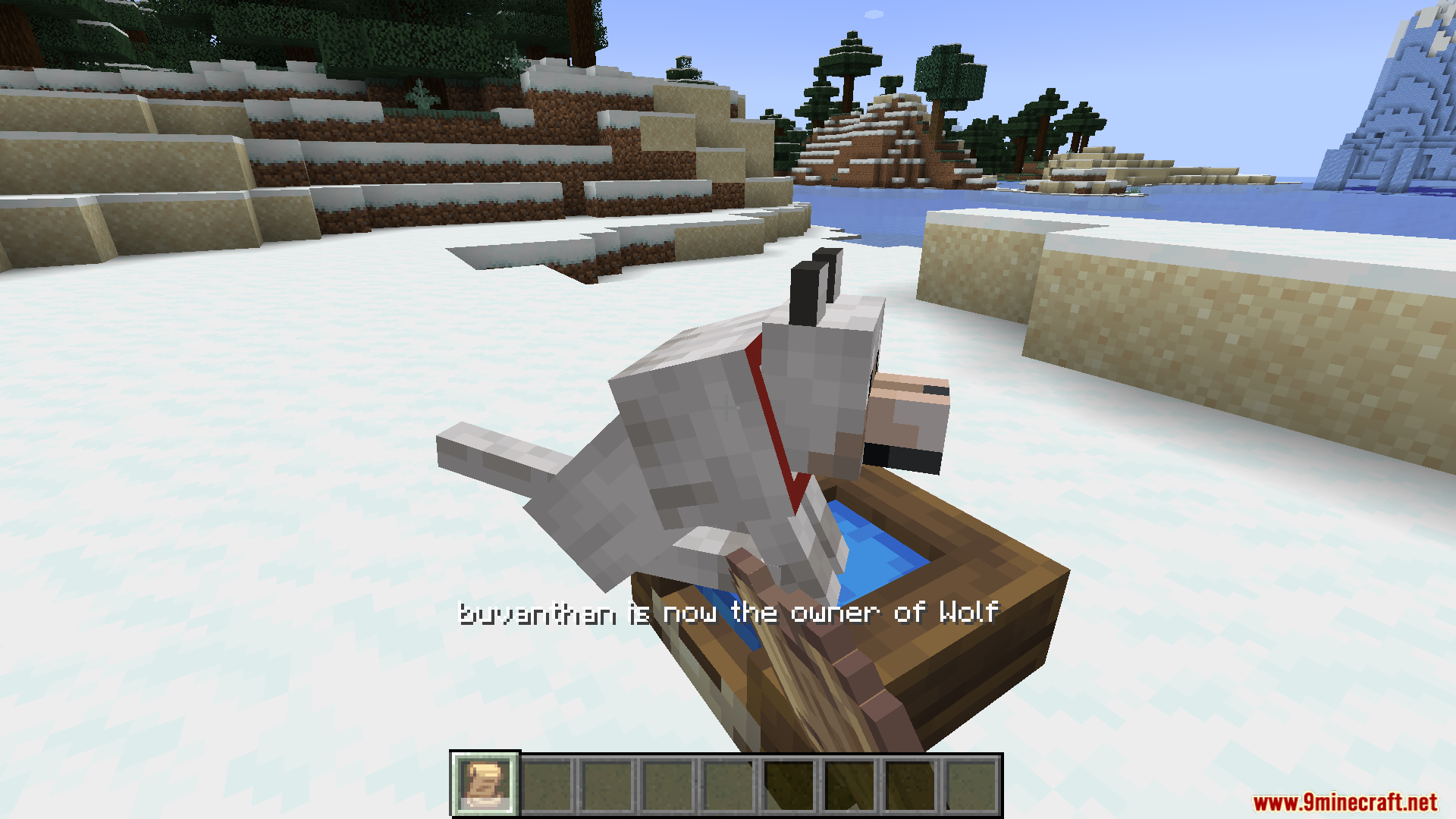 A newly tamed wolf drinks from a water bowl