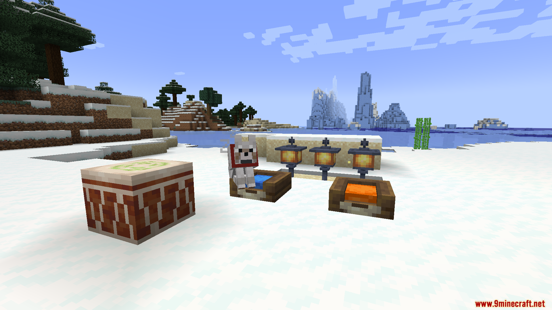 A tamed wolf with a collar sits in a water trough