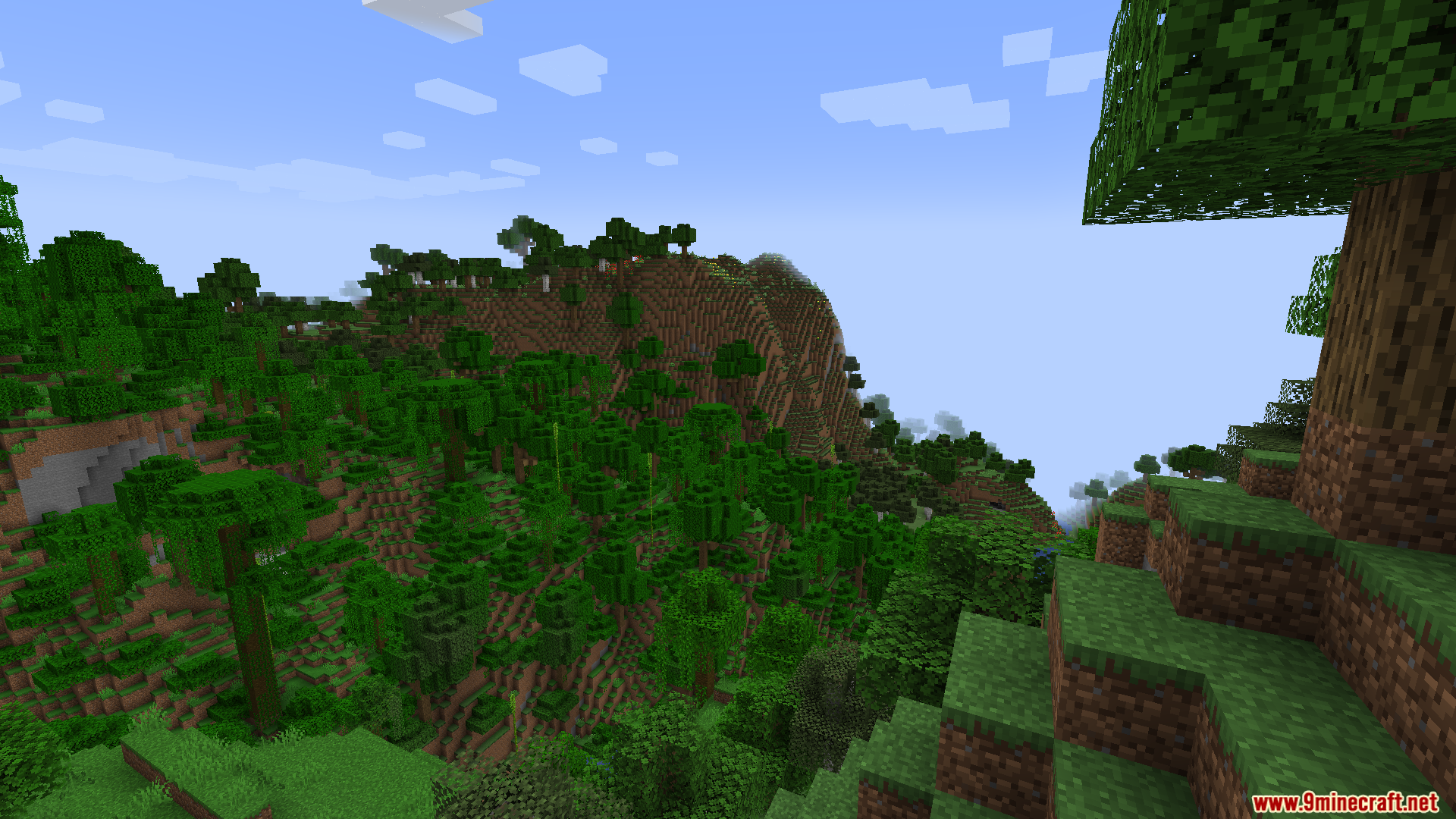 A dense forest covering the side of a mountain