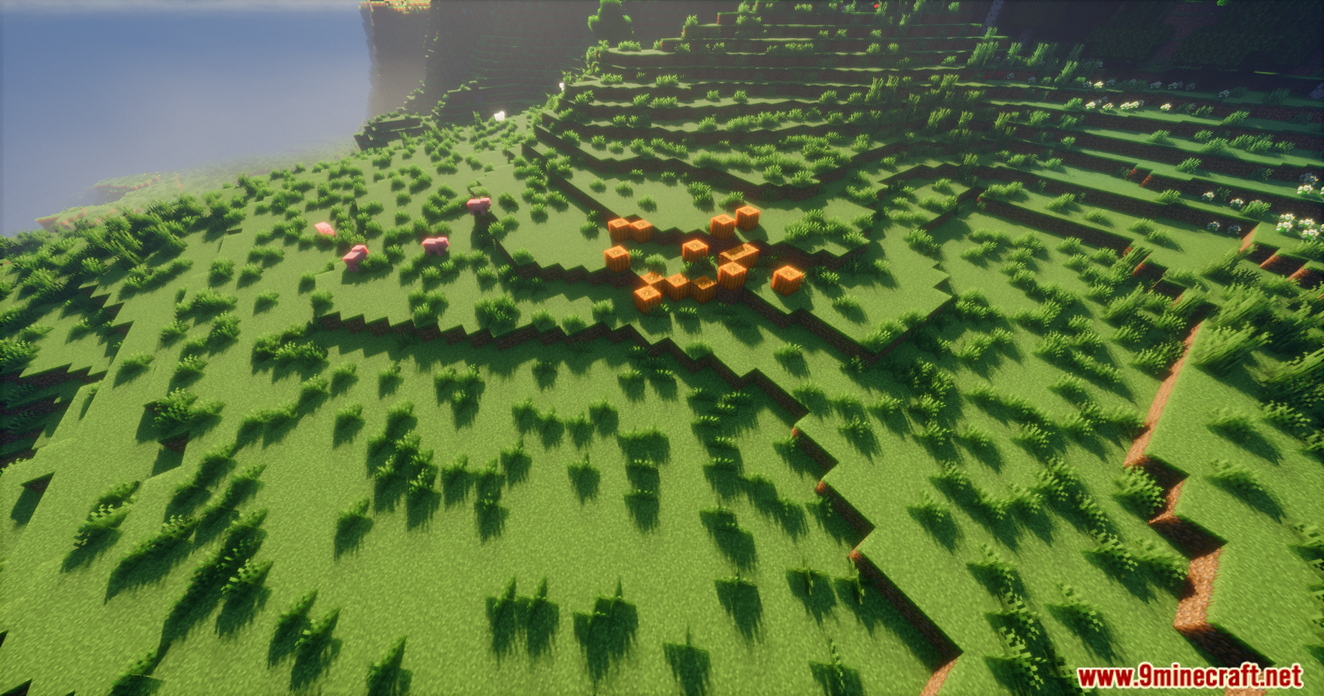 Bright sunlight and dynamic shadows on a grassy hill with pumpkins