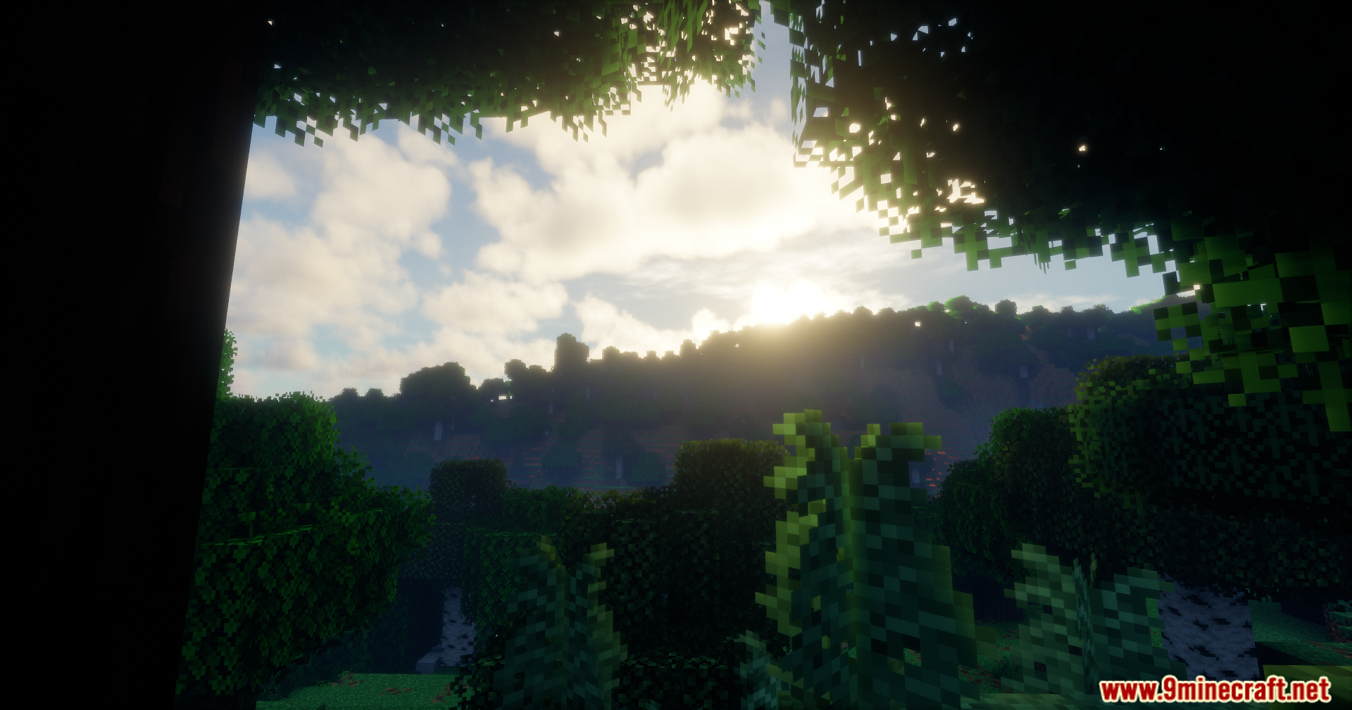 Sunlight filtering through dense forest trees illuminating a sheep