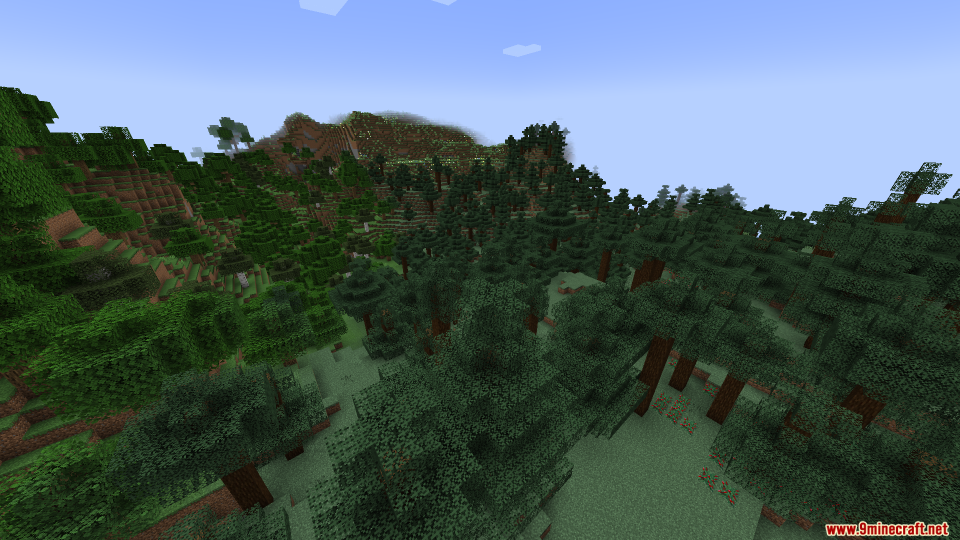 Dense spruce forest biome with tall trees and mountain in background