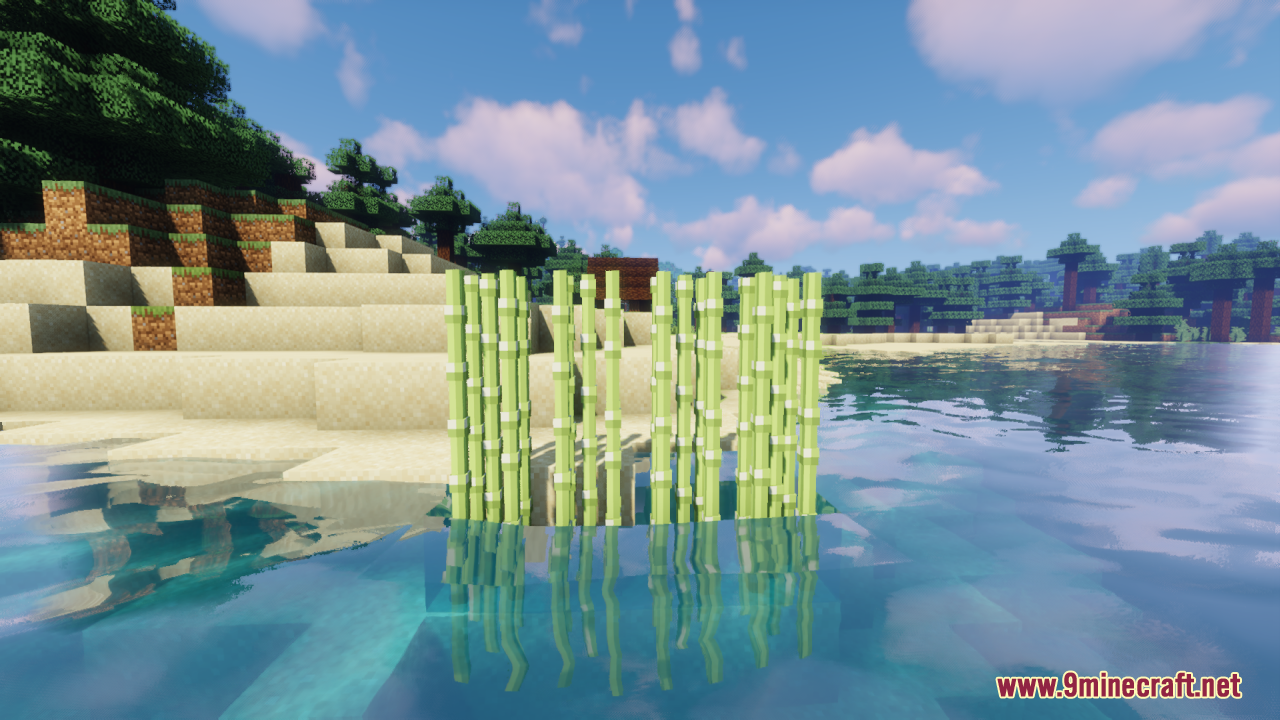 Sugar cane growing in water near a sandy beach