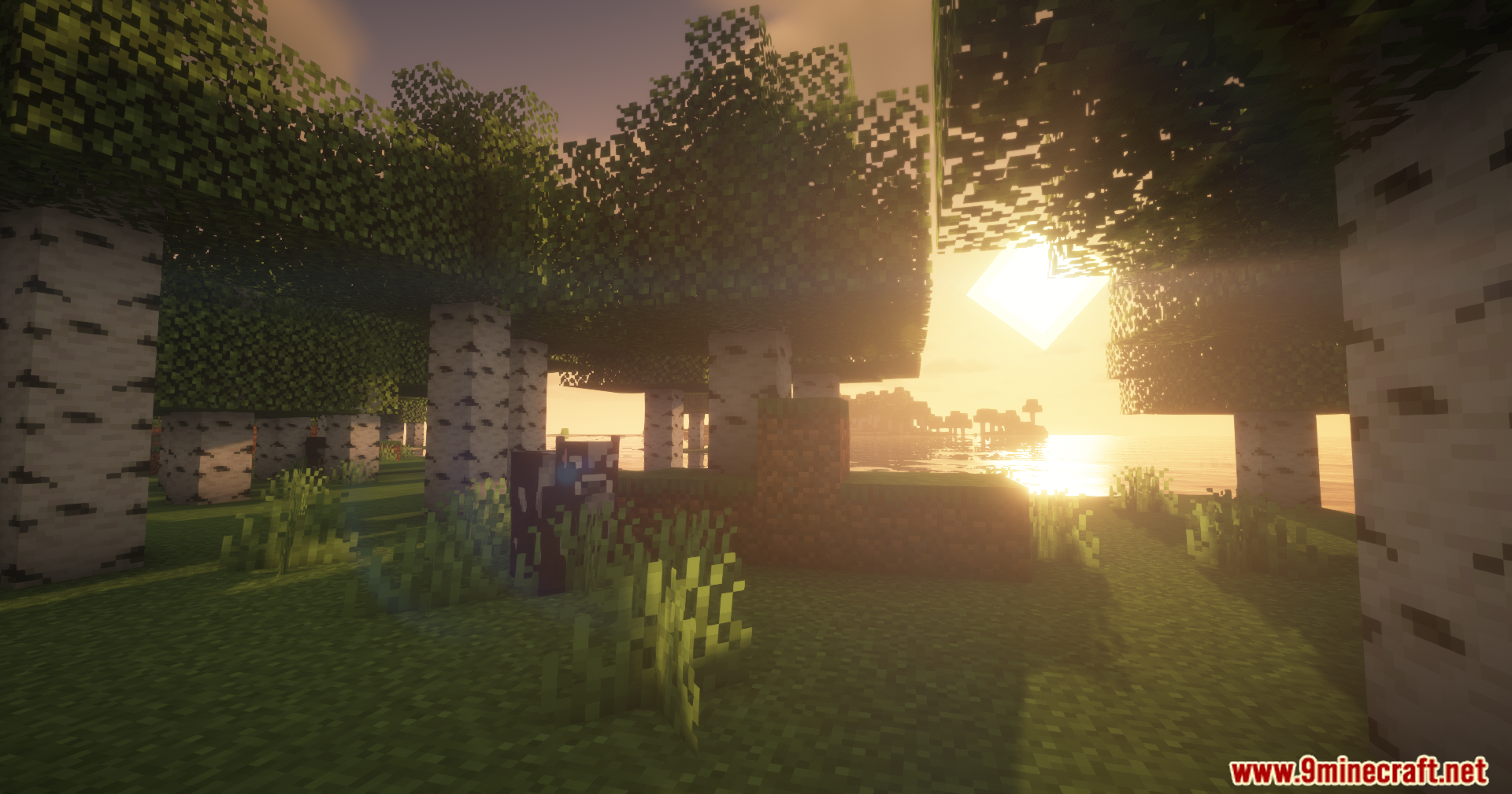 Birch forest landscape at sunset featuring beautiful lighting and shadows