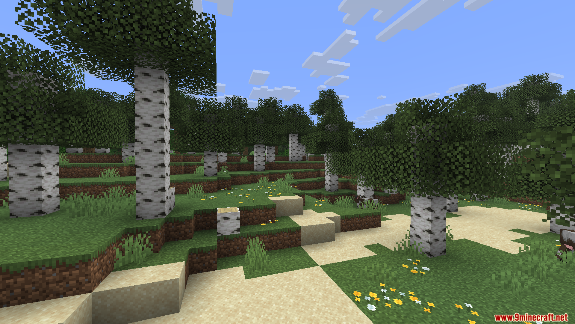 Peaceful birch forest biome with a sandy path and yellow flowers