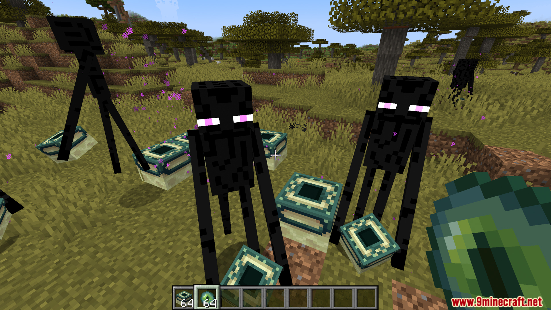 Endermen standing near End Portal Frame blocks in a savanna