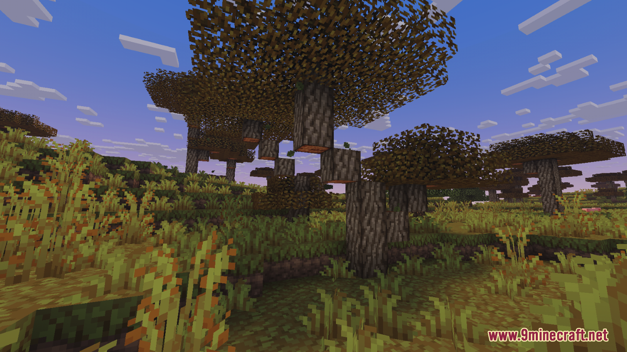 Acacia trees with brown leaves in a dry savanna biome