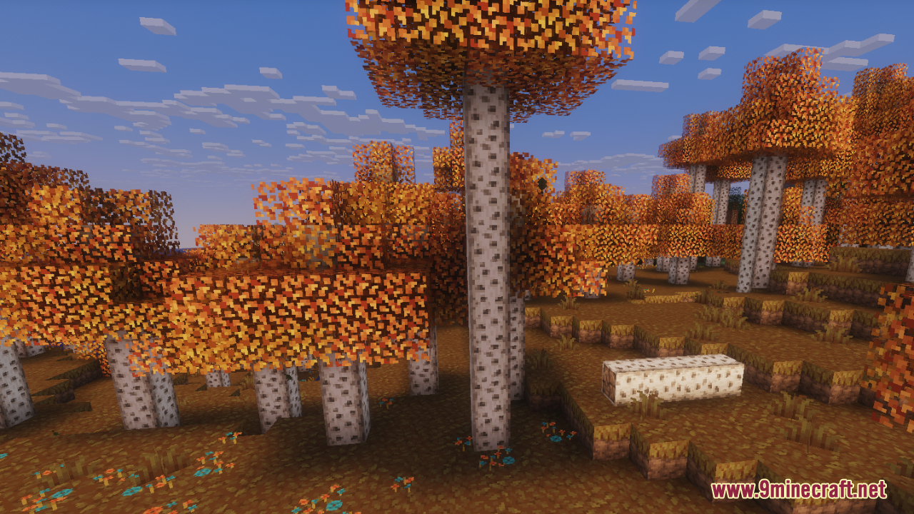 Autumn birch forest with orange leaves and a fallen log