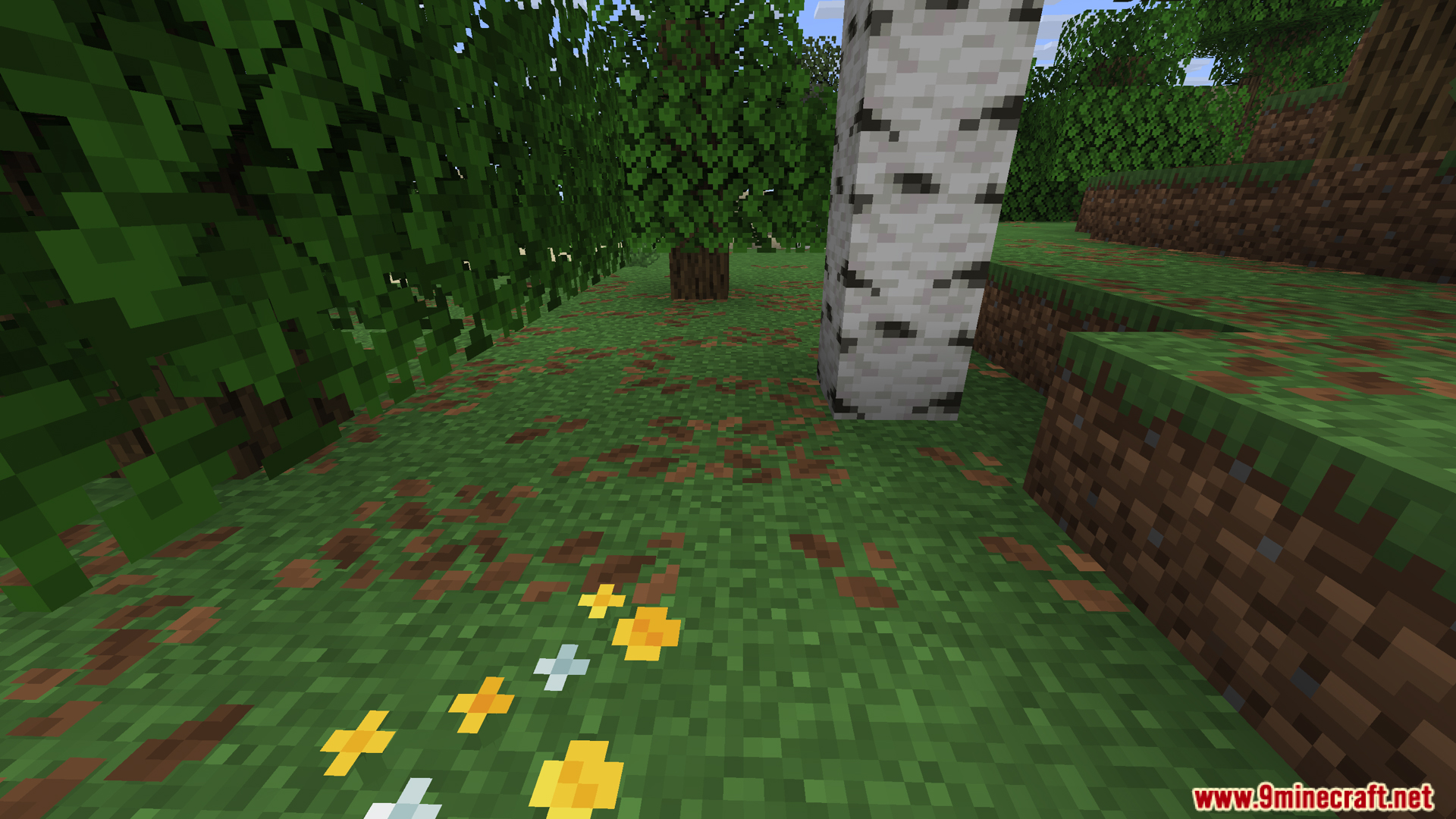 Player looking at grassy ground in a birch forest biome