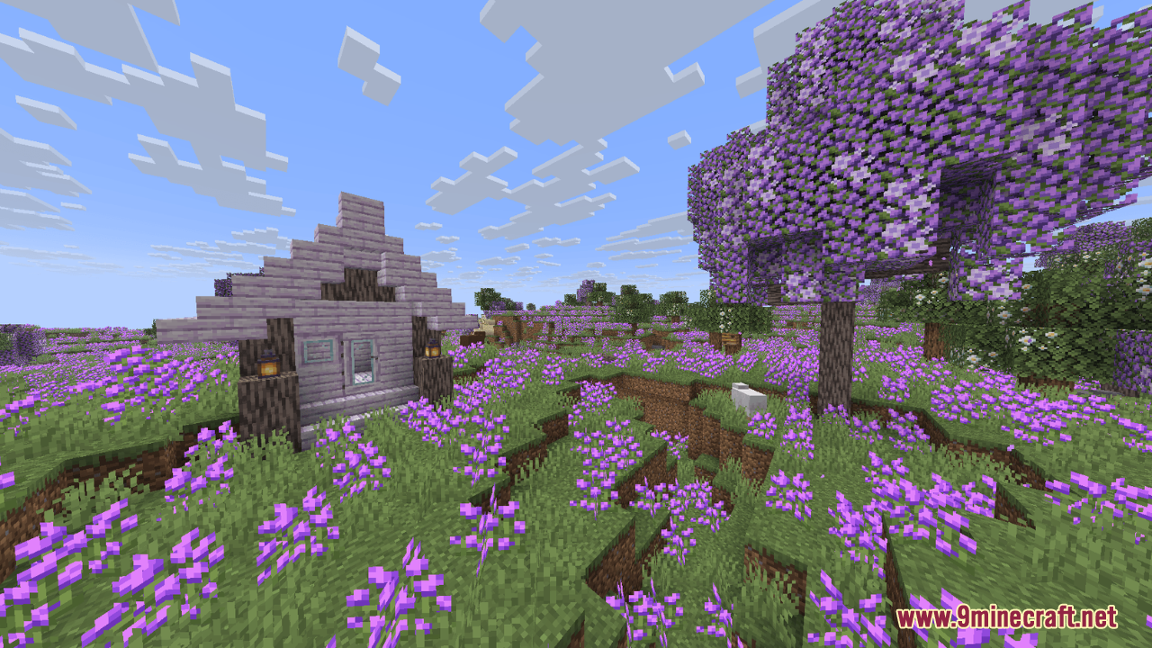 Small wooden house surrounded by purple flowers in Lavender Fields