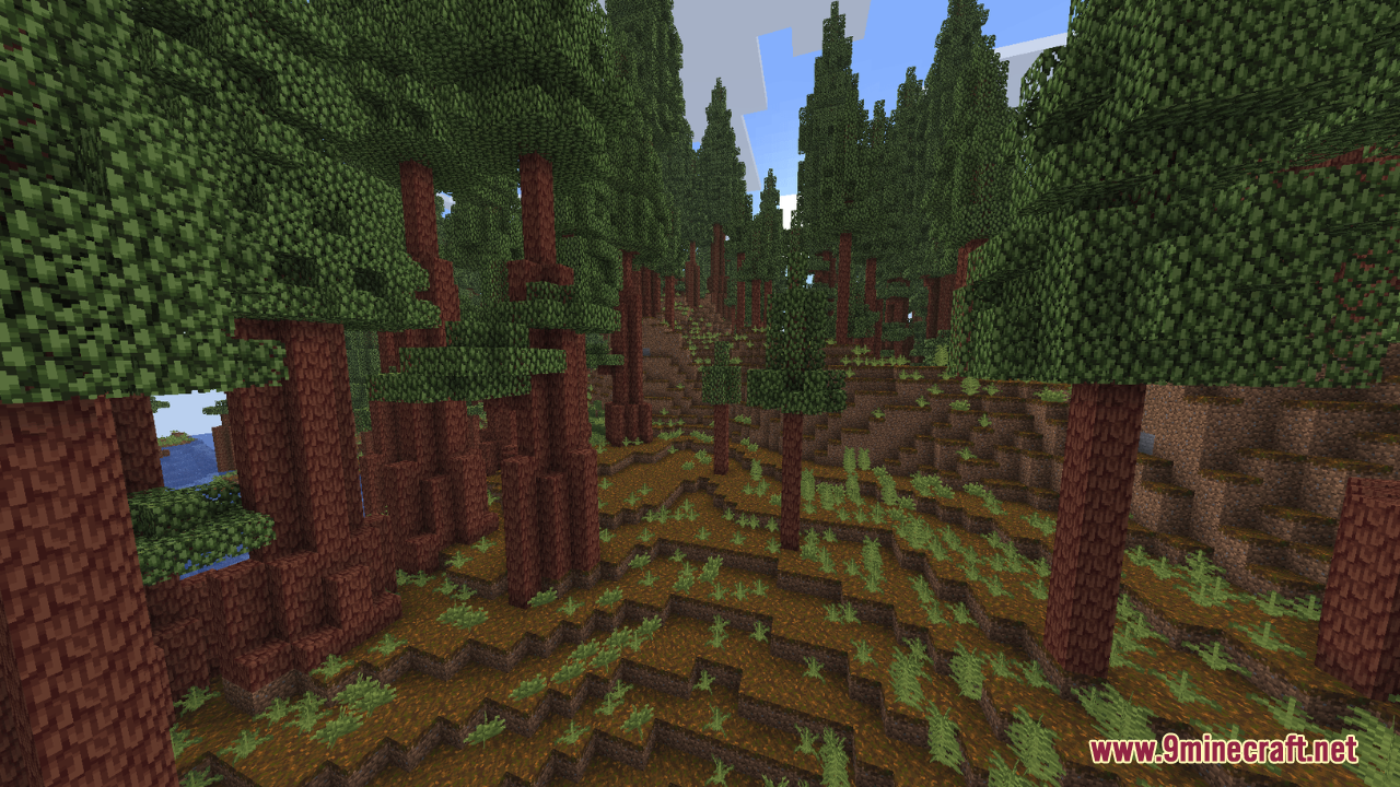 Tall trees with reddish wood in the Redwood Forest biome