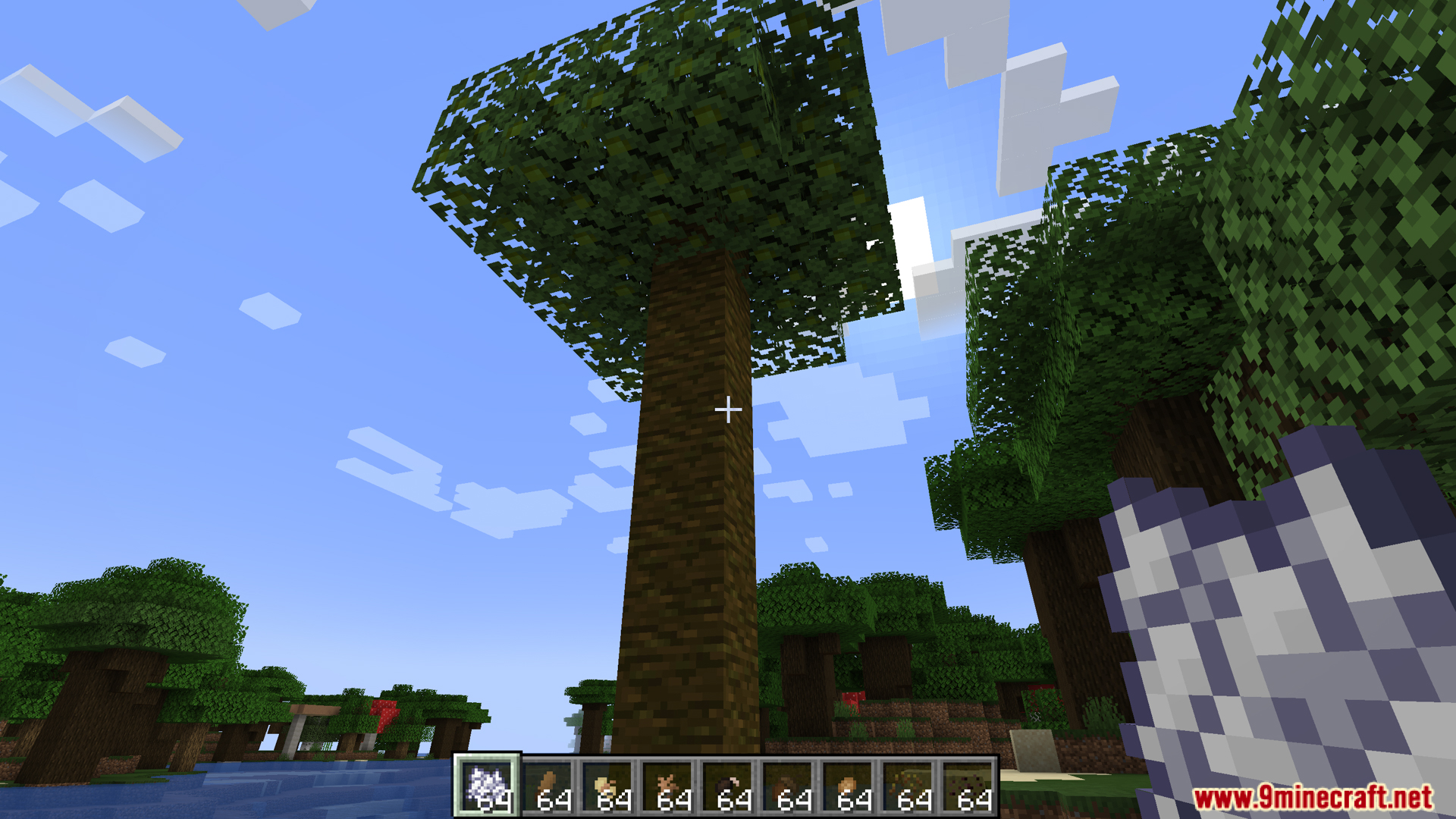 A fully grown oak tree after applying bone meal to seeds