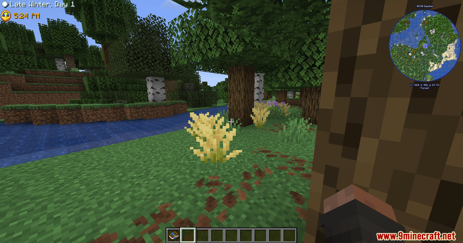 Yellow plant growing on grass near a river in the forest