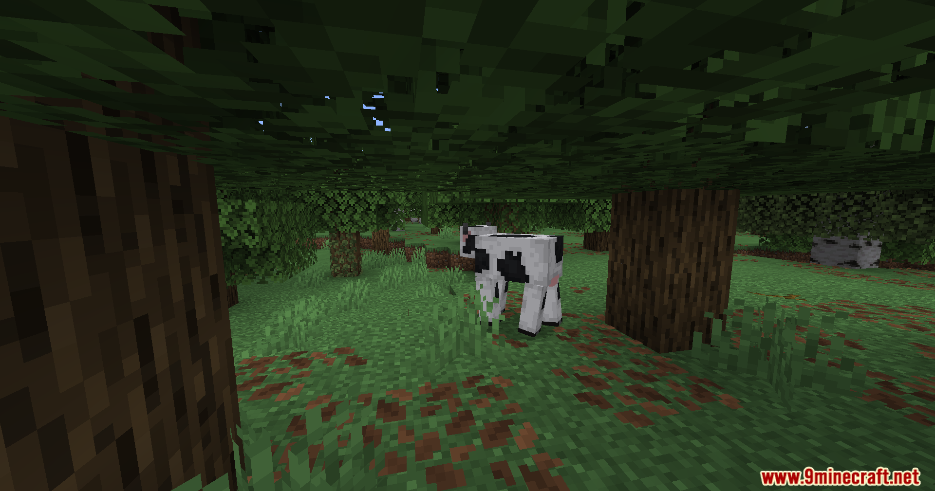 Cow standing under tree leaves with fallen leaf textures on ground