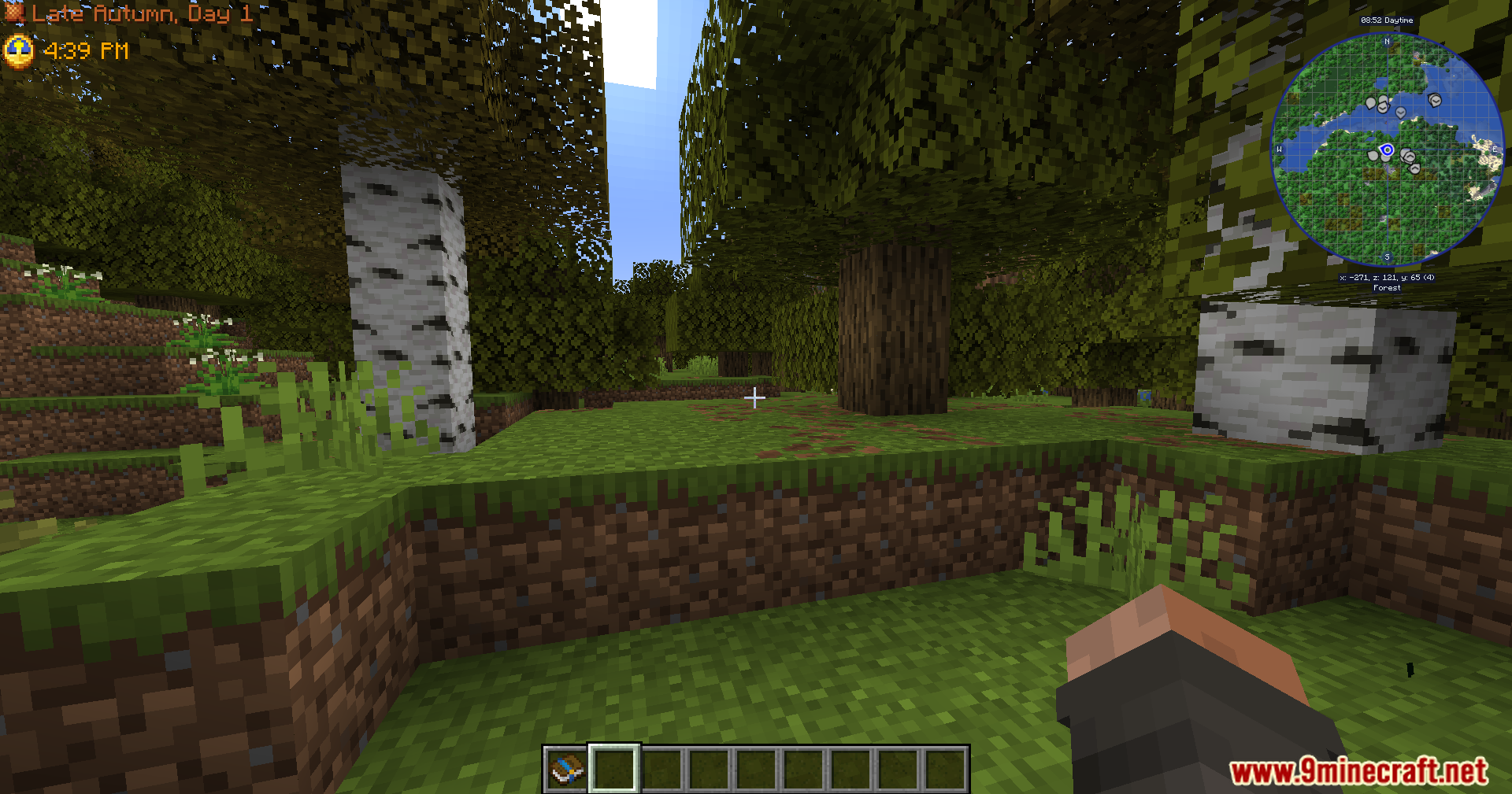 Looking at a birch log block in the forest