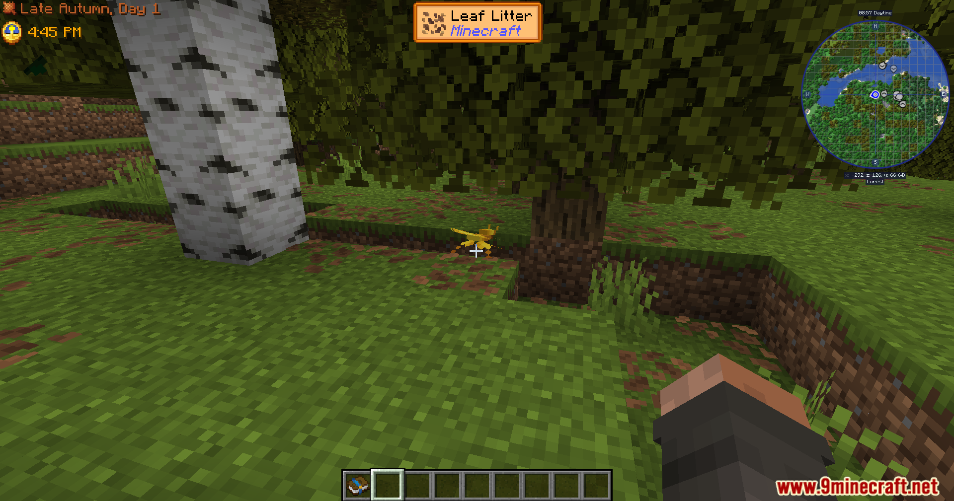 Looking at leaf litter on the ground in the forest