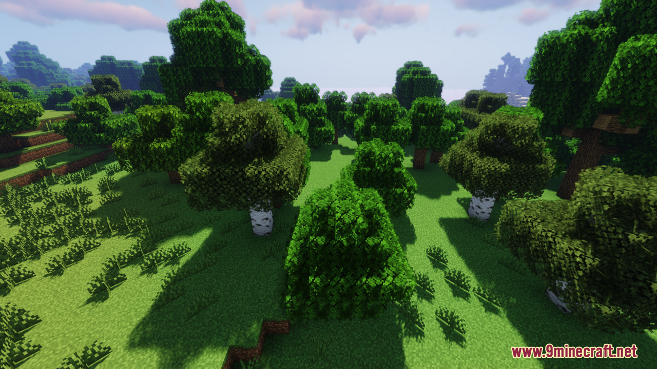 Birch and oak trees featuring thick foliage in a green forest