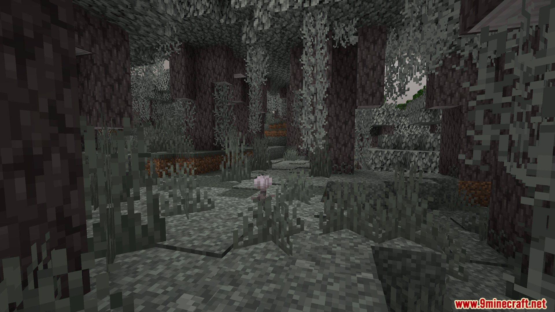 Dark forest interior showing grey leaf litter and hanging vines