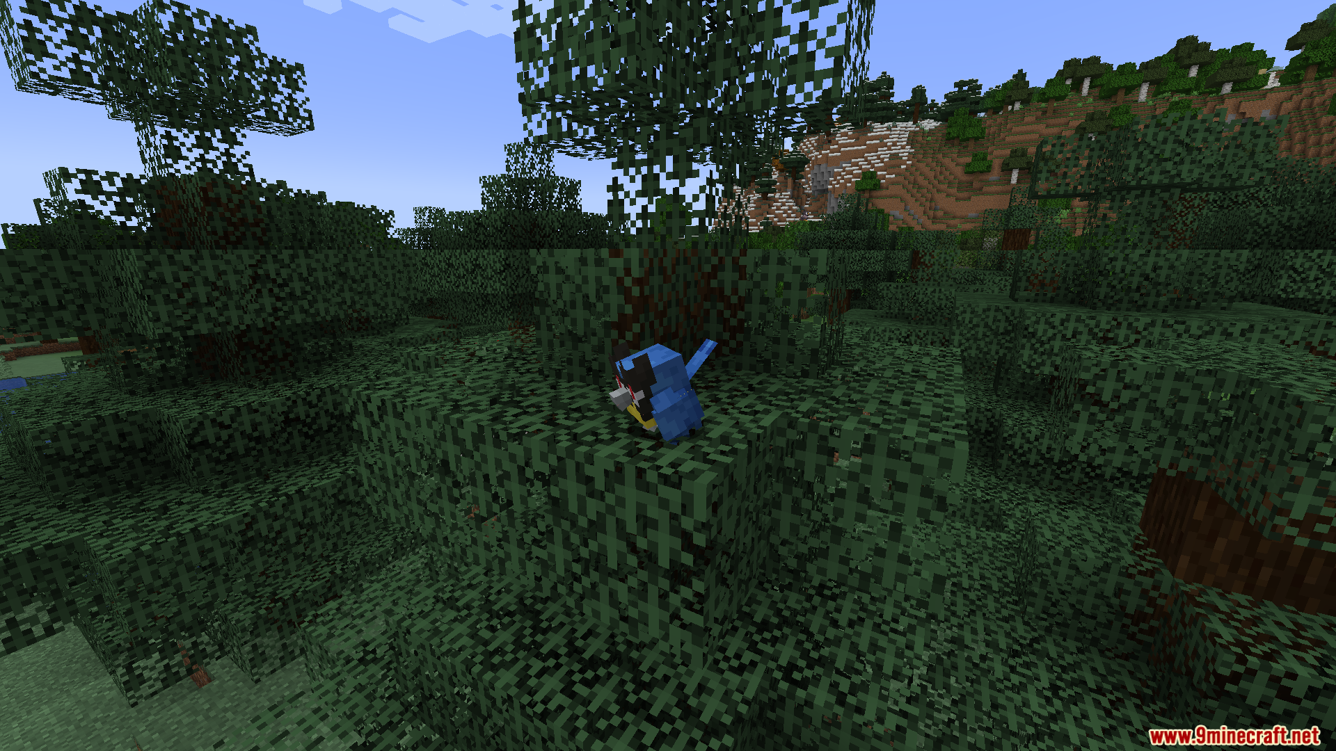 Blue Taillow bird resting on green tree leaves in forest