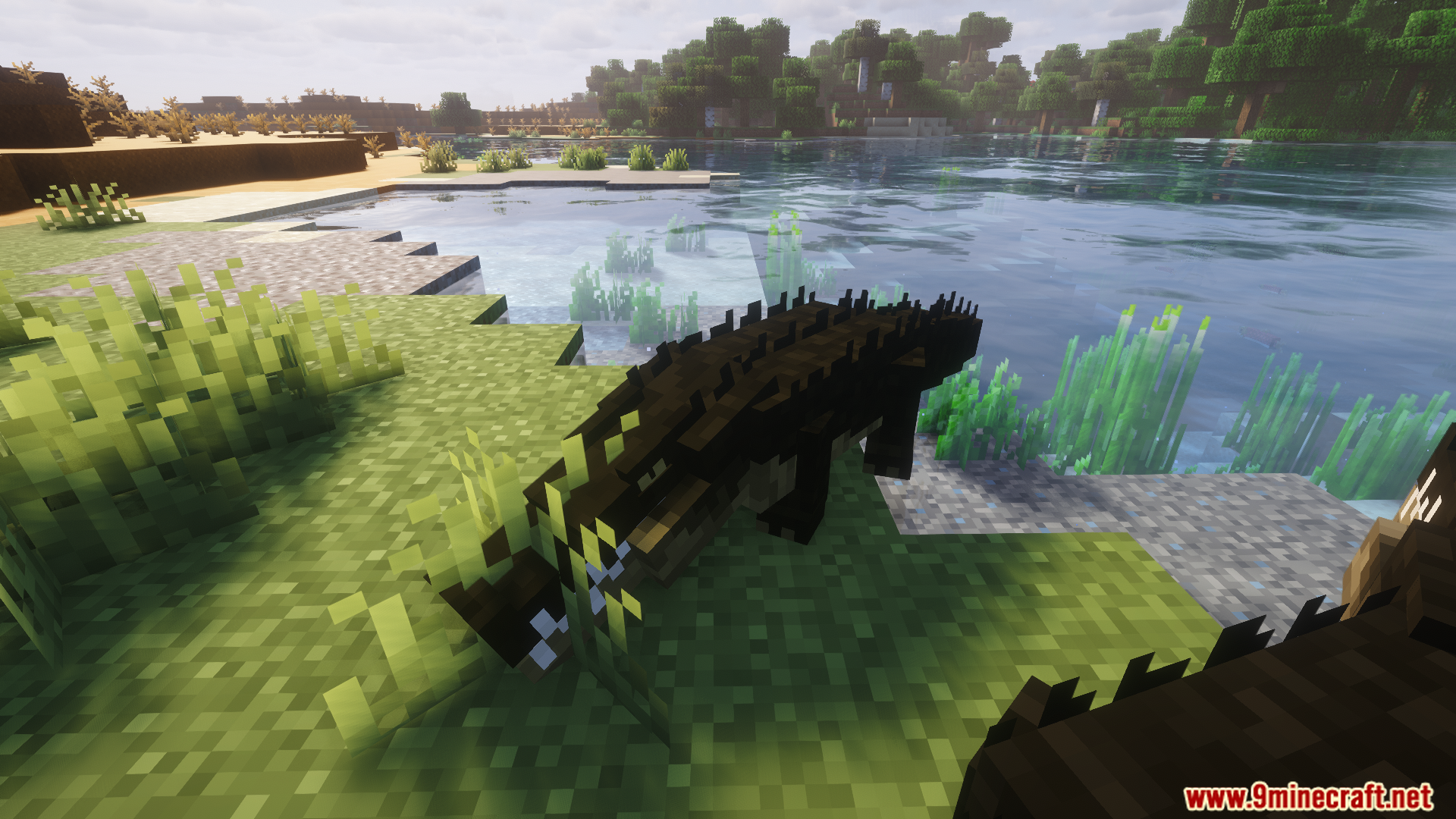A dark crocodile with a spiky back near the water