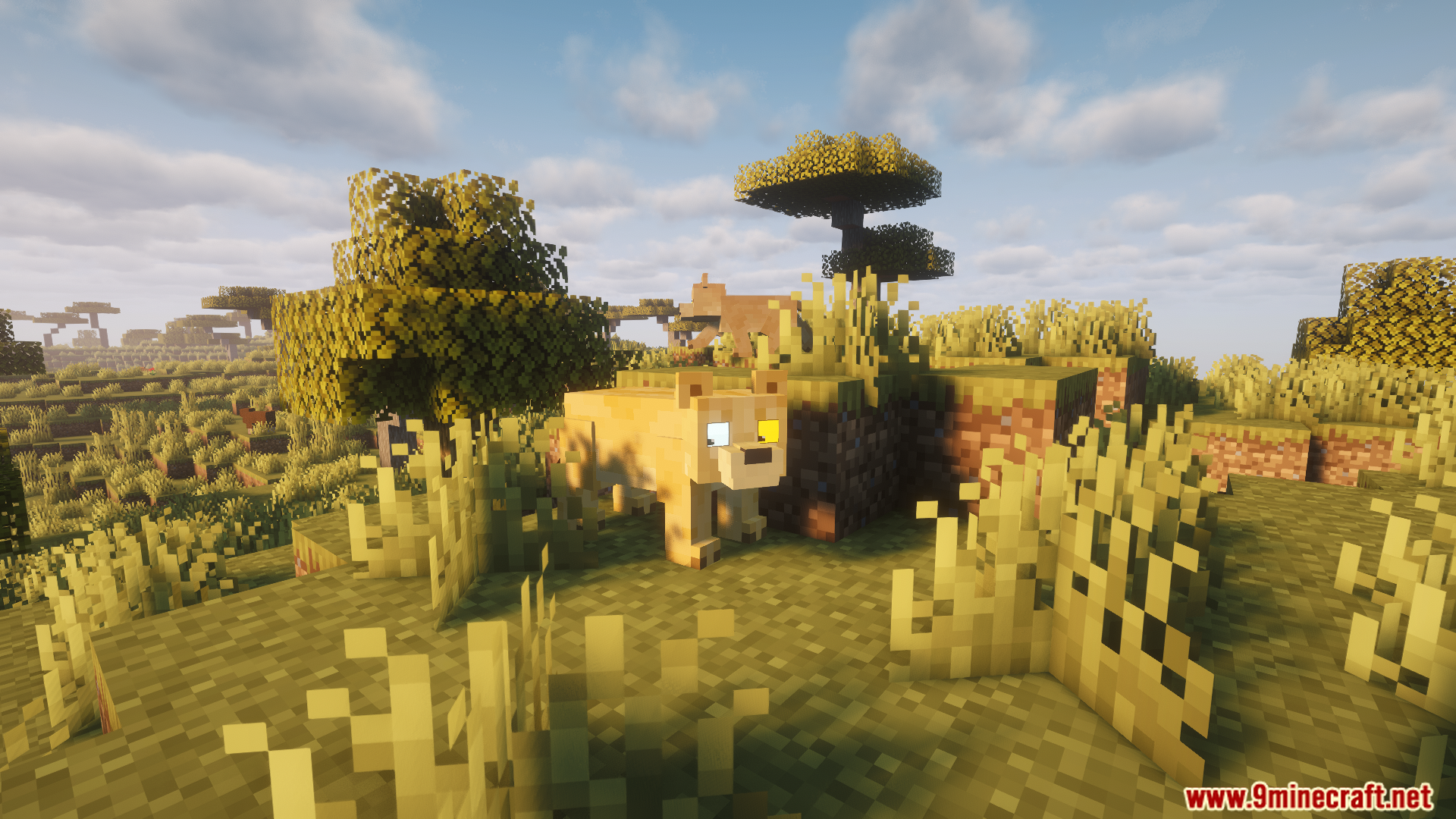 Two adult lions walking through the sunny savanna biome