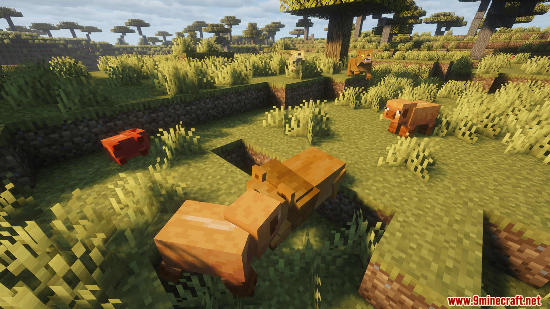 A lion resting on the grassy savanna ground