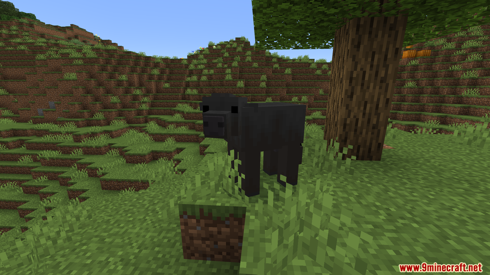 Better Farm Animals Texture Pack Screenshot 7 realistic black cow with a custom model standing in a grassy field