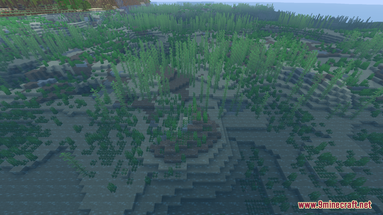 Clear underwater view of seagrass and kelp beds
