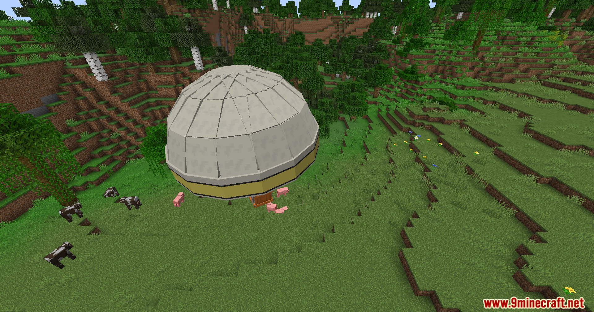 The hot air balloon descends towards a group of pigs
