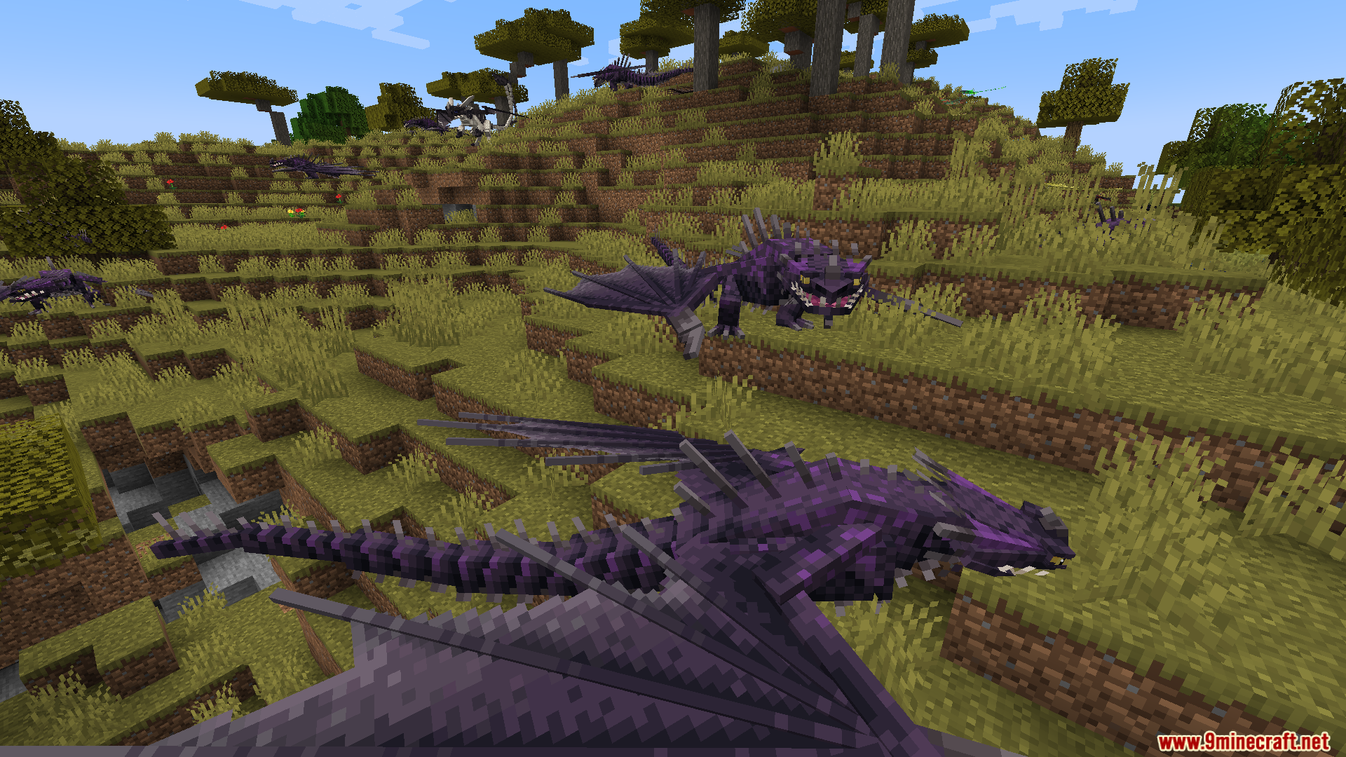 Several purple spiky dragons resting on a grassy hill in a savanna biome