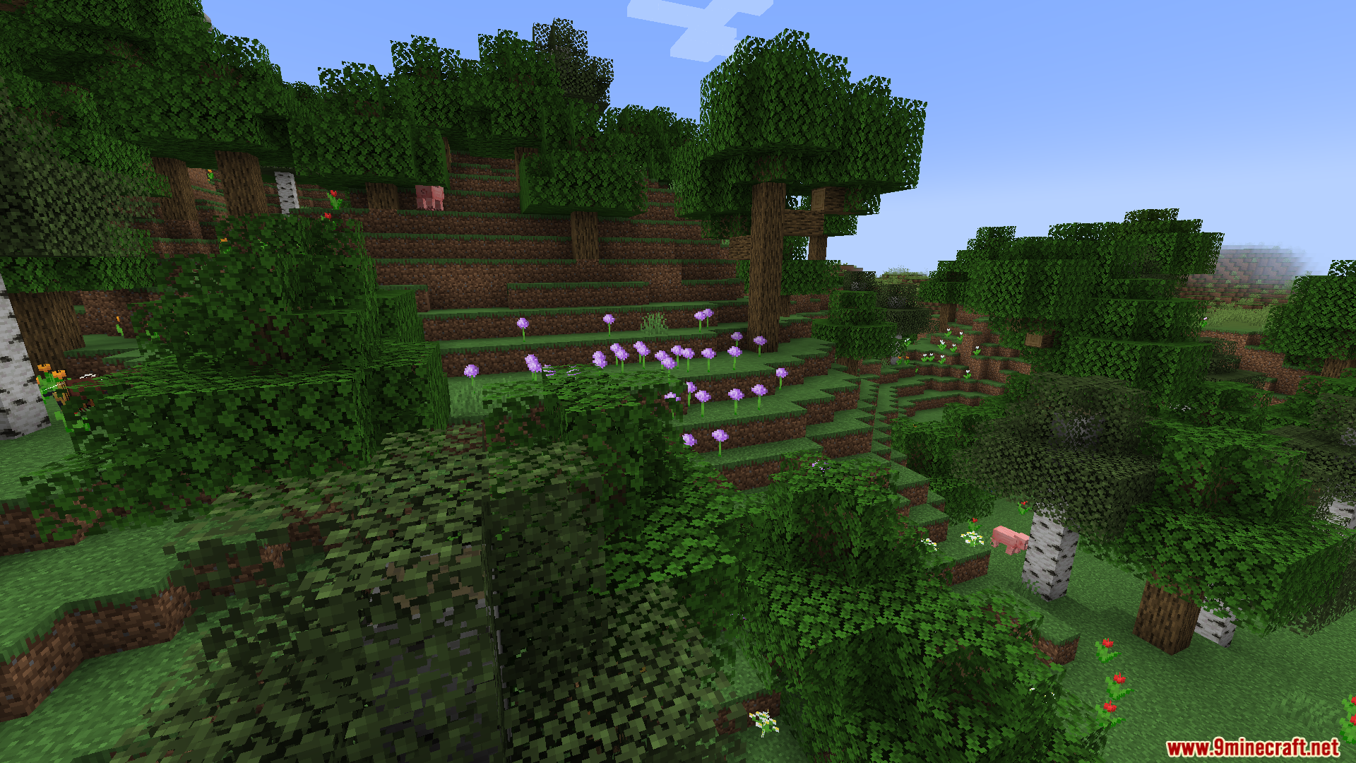 A hilly forest with patches of purple flowers