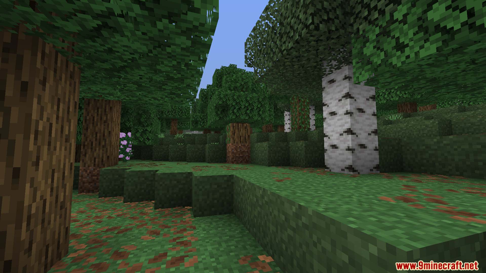 Feather FPS Boost Addon Screenshot 6 Forest scene in Minecraft with optimized graphics to improve frame rates